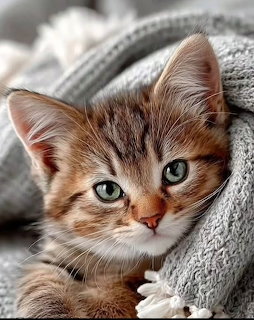 Cat Portrait