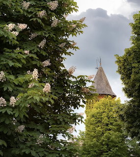 Bloming Horse Chestnut Tree