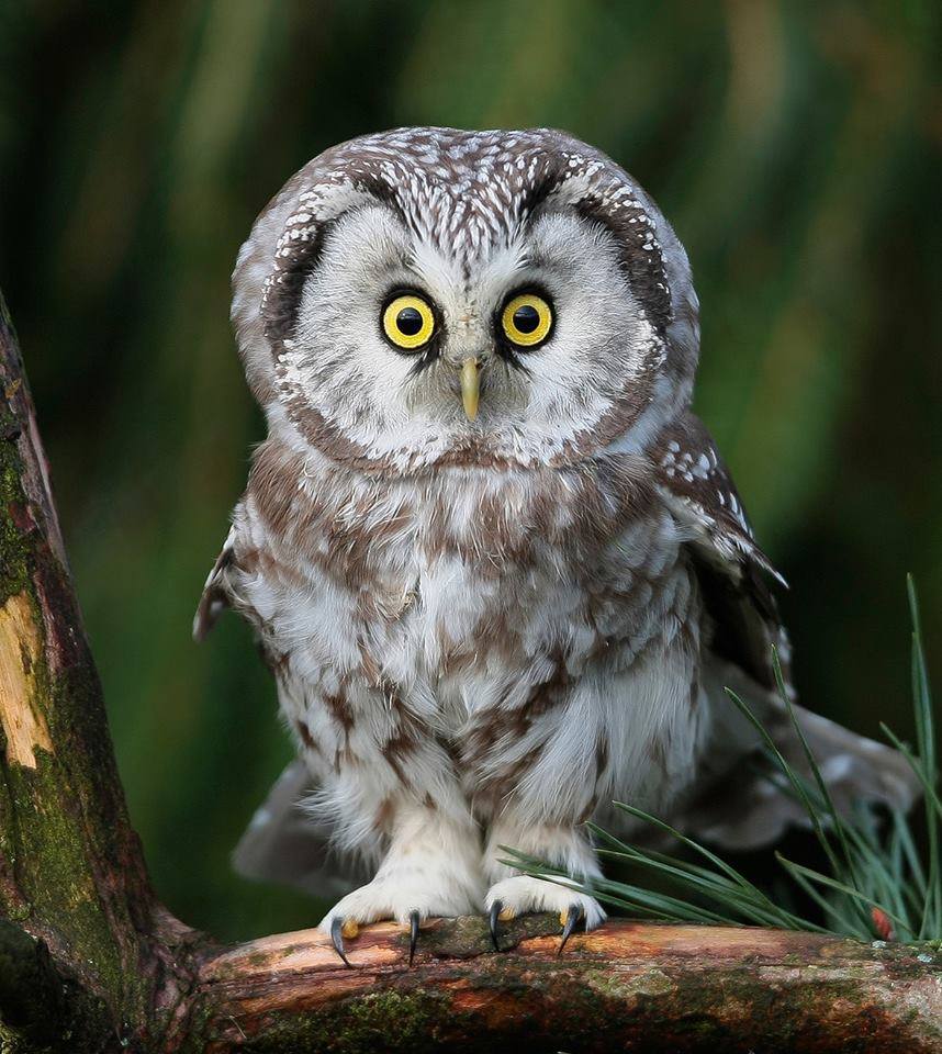 Small gray owl with bright yellow eyes perched on a branch