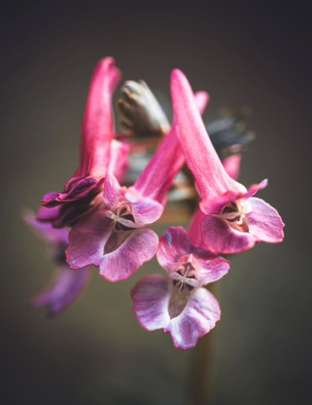 Pink Wildflowers Macro