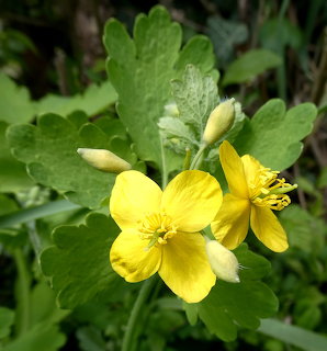Yellow Chelidonium majus flowers with four petals and green foliage