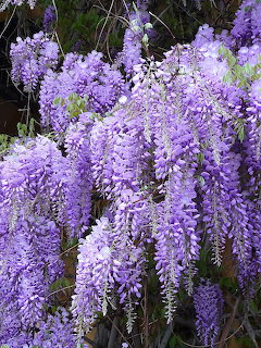 Cascading purple wisteria flower clusters hanging against dark green leaves