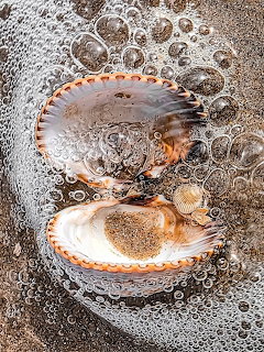 Open scallop shell on wet sand surrounded by bubbly ocean foam
