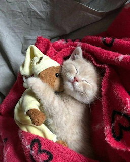 Gray and white fluffy kitten lying on red blanket with cream plush toy
