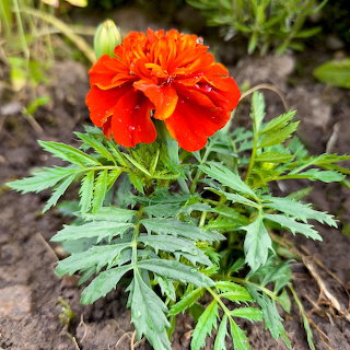 Orange Marigold Flower
