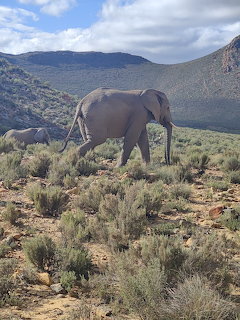 Elephant walking across dry scrubland with mountains behind it