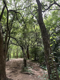 Dirt trail winding through a green forest with tall trees and leafy canopy