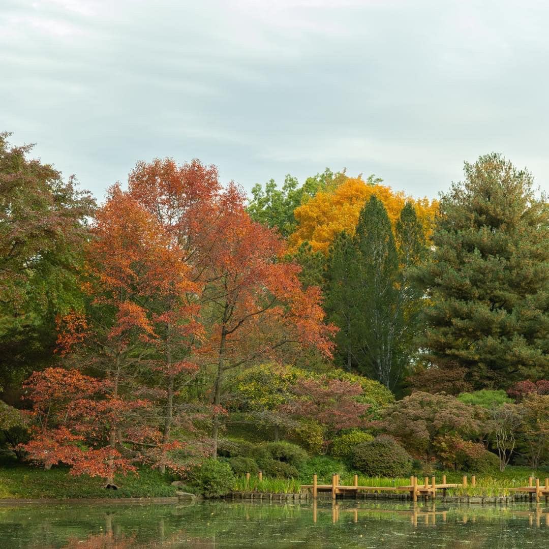 Peaceful garden pond surrounded by colorful fall trees with wooden bridge and green lawn under cloudy sky