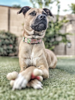 Tan pit bull with blue eyes sitting on green turf, paw extended forward, wearing pink collar