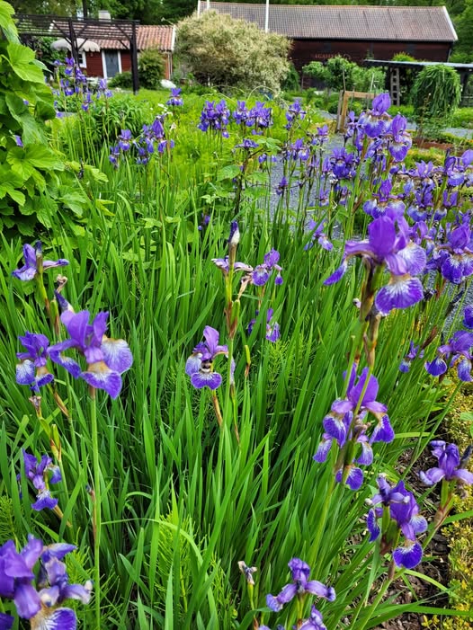 Summer Irises in Garden