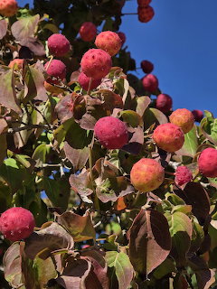 Pink and orange berries on leafy branches against a blue sky