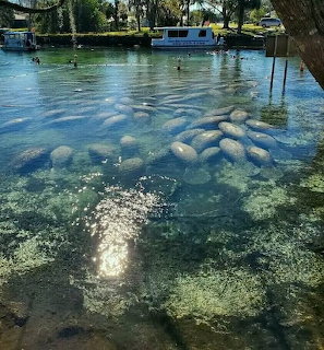 Dozens of manatees huddled together in clear turquoise spring water with boats and docks in background
