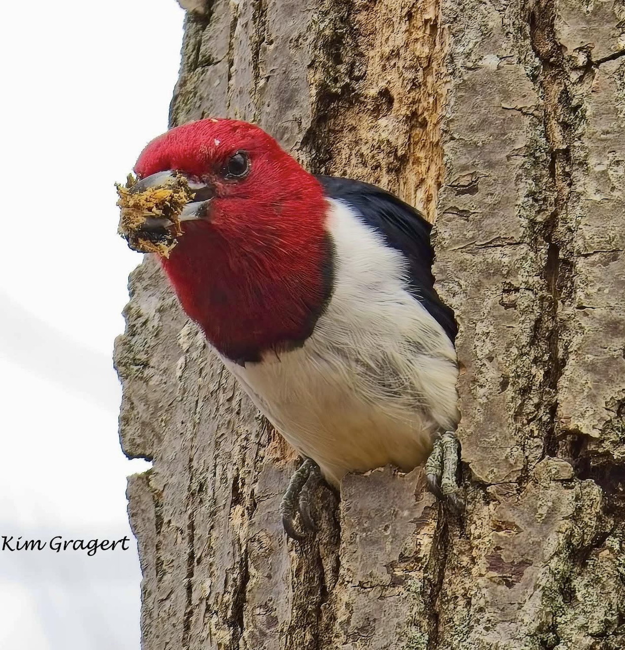 Red Headed Woodpecker