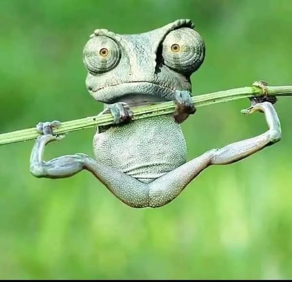 Close-up of a chameleon hanging from a branch with legs spread on a green blurred background