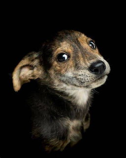 Portrait of a tan and black puppy with large eyes on black background