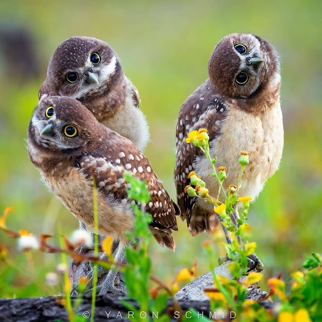 Three young owls with tilted heads perched among wildflowers in a green meadow