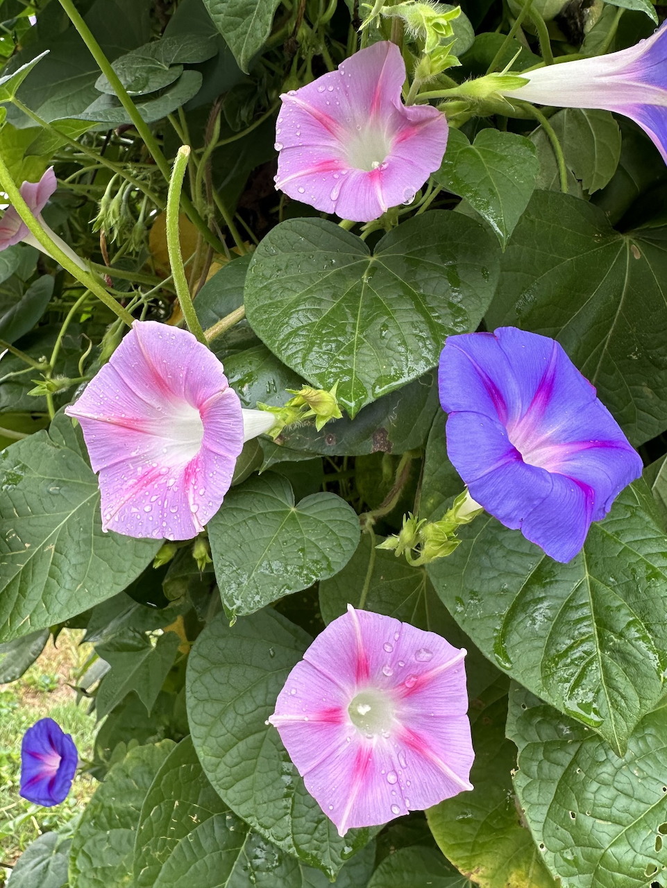 Pink and purple morning glory flowers with raindrops on petals