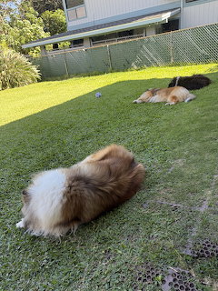 Two Collie dogs resting on green grass in a fenced backyard