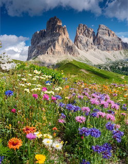 Colorful wildflowers in an alpine meadow with dramatic rocky mountain peaks and blue sky