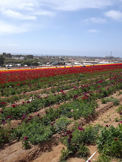 Rows of colorful flowers in a large flower field with red, yellow, and pink blooms under a cloudy sky