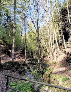 Steep forest ravine with sandstone cliff walls, trees and stream in rocky gorge