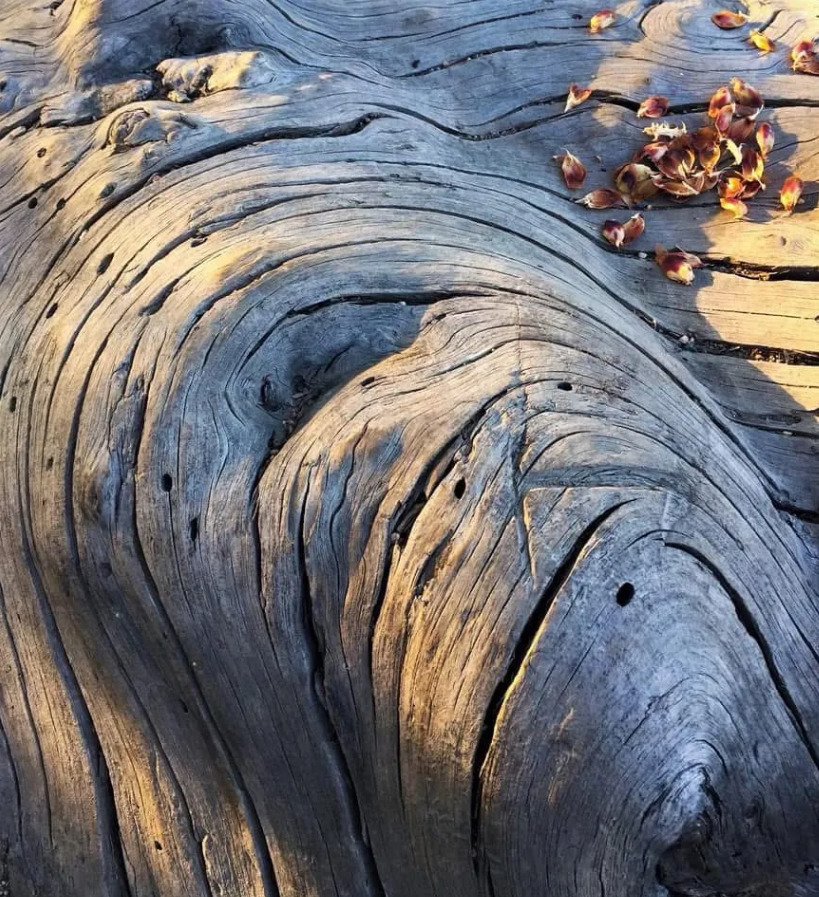Close-up of weathered wood grain with swirling lines, cracks, and a few dry leaves