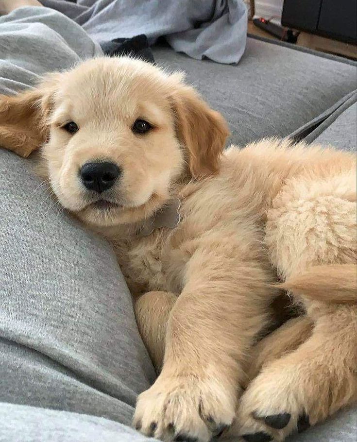 Golden retriever puppy lying on gray couch looking at camera