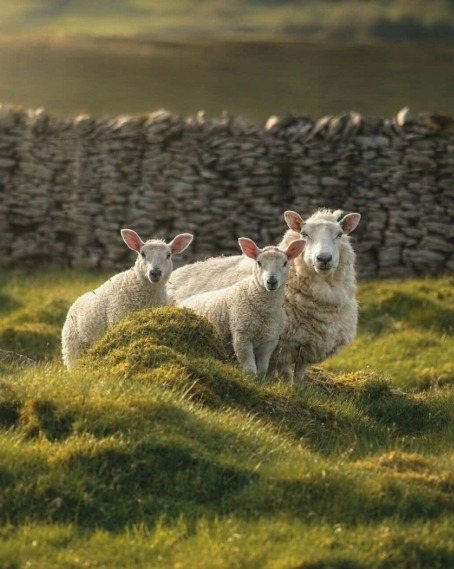 Sheep of the week