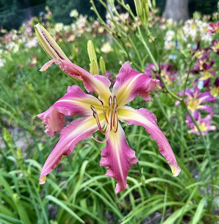 Pink and yellow daylily flower with green leaves in a garden setting