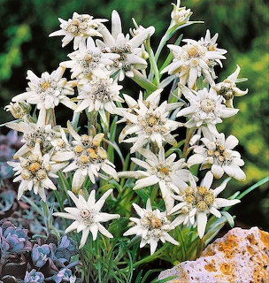 Cluster of white edelweiss flowers with star-shaped petals and yellow centers among green leaves and rocks