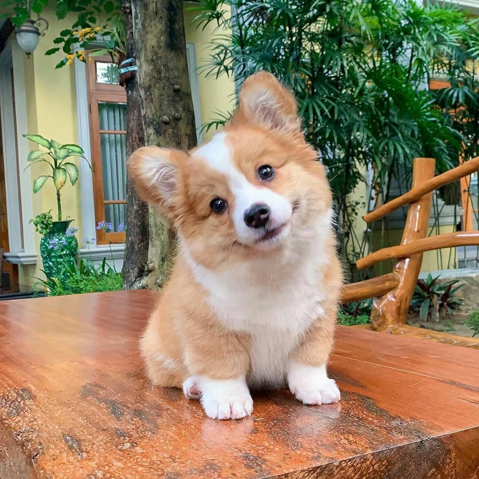 Cute Pembroke Welsh Corgi puppy sitting on a wooden table outdoors with greenery behind