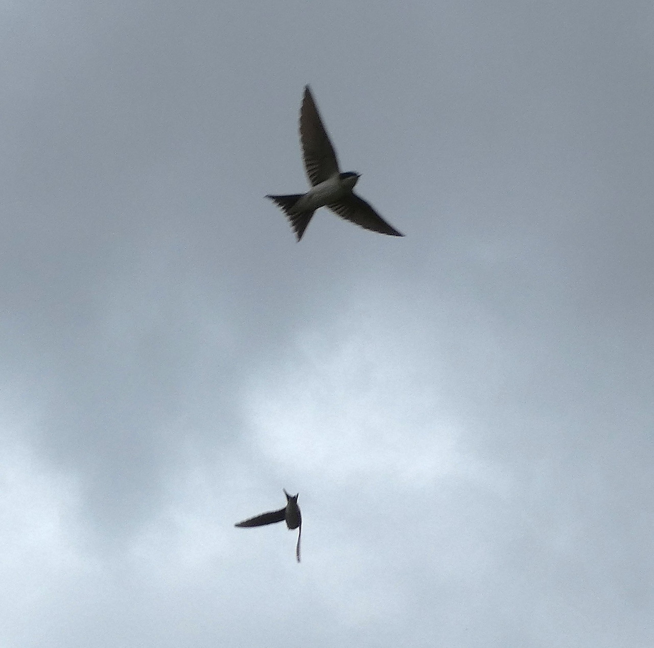Two house martins flying in a cloudy gray sky