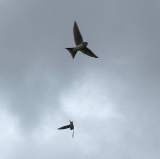 House Martins Flying