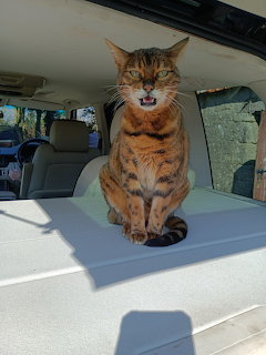 Orange Bengal cat sitting in car with mouth open, appearing to meow or vocalize