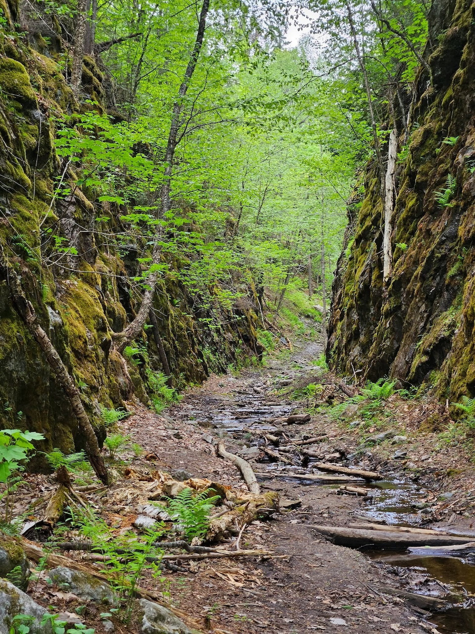 Forest Trail Between Rock Walls