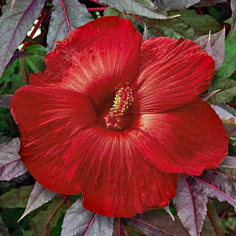Close-up of a red hibiscus flower surrounded by dark green and purple leaves