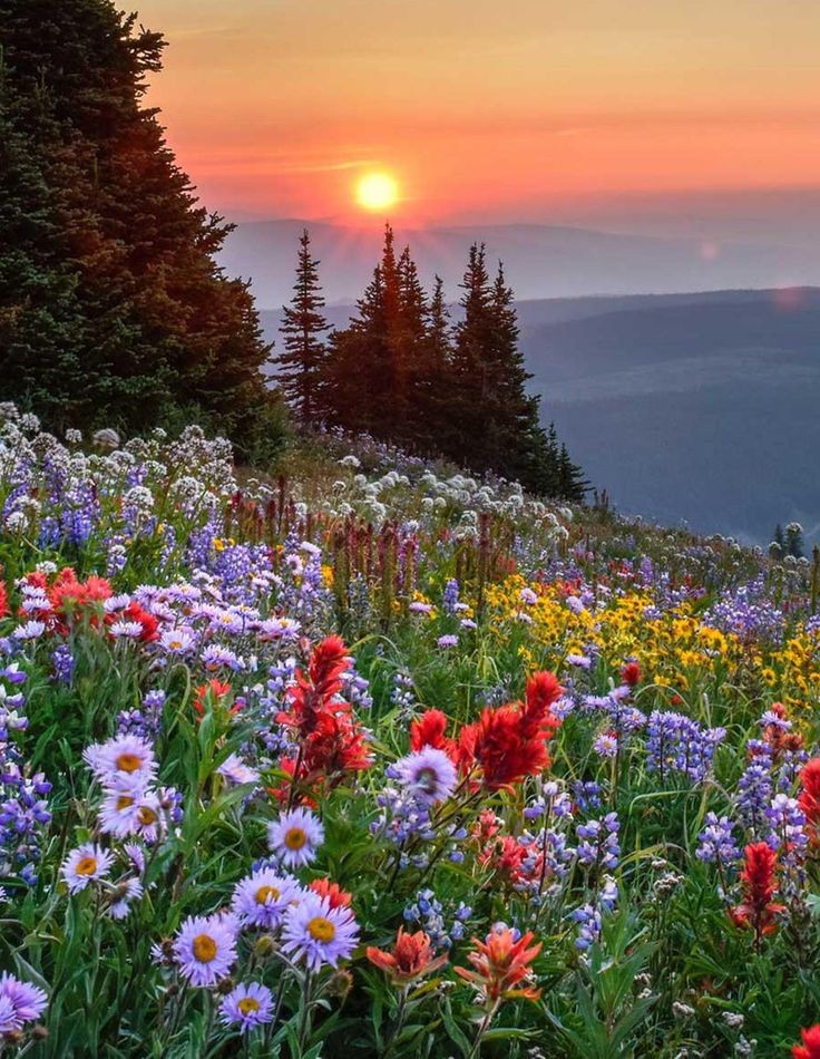 Colorful wildflowers covering mountain meadow at sunset with distant peaks and evergreen trees