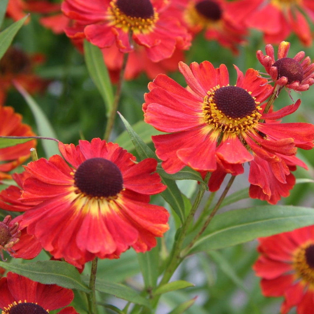 Close-up of bright red-orange Helenium flowers with dark brown centers and yellow rings among green leaves