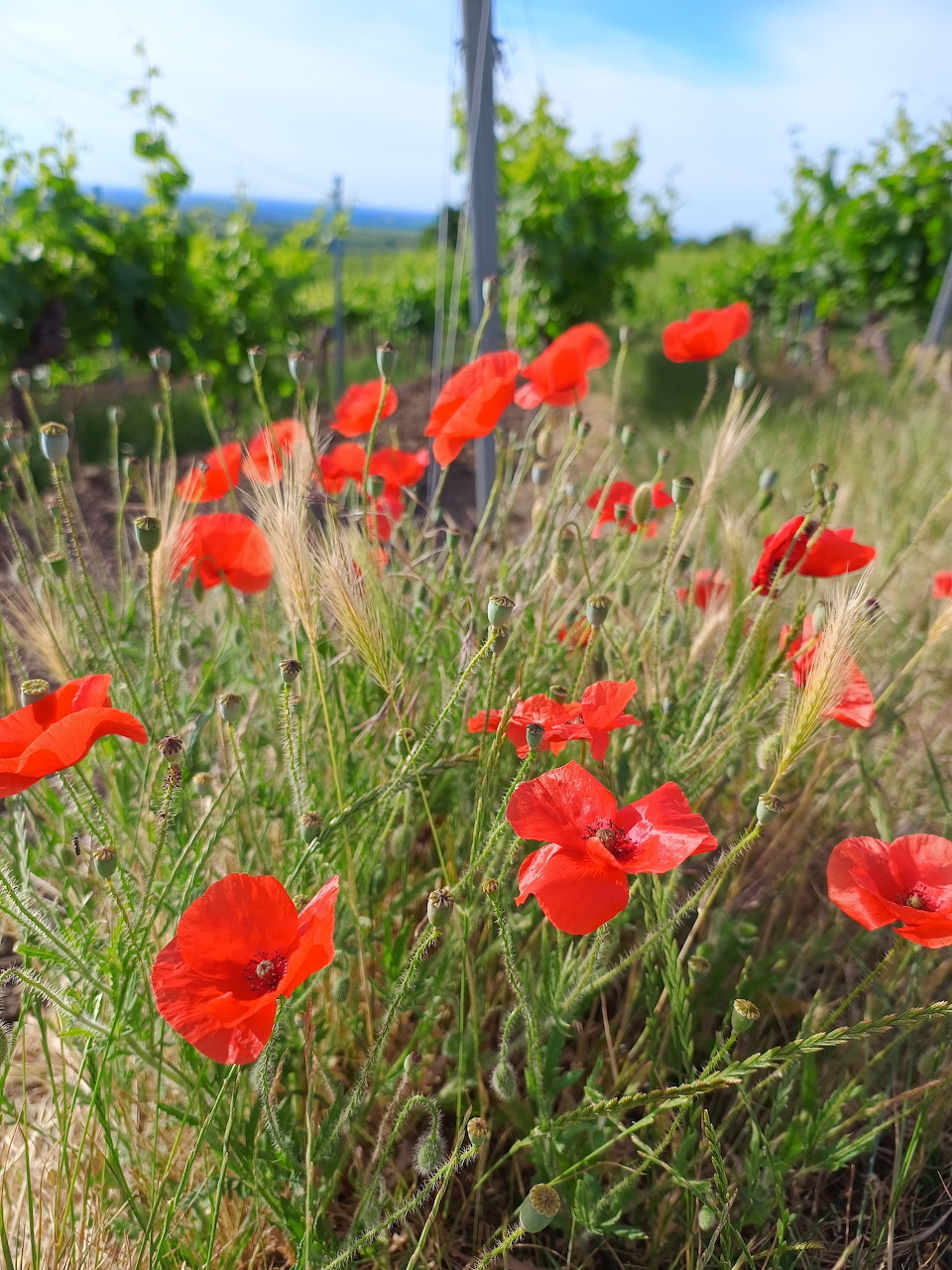 Red poppy flowers growing among tall grasses next to a vineyard on a sunny day
