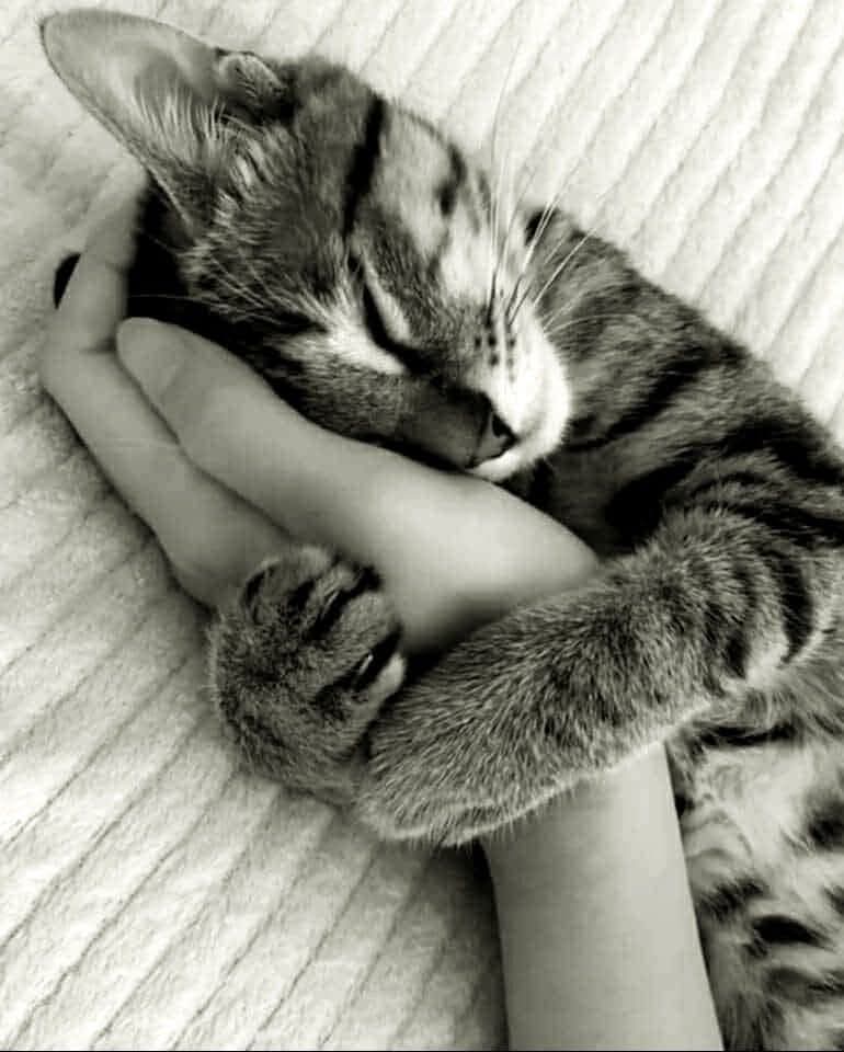 Tabby cat sleeping with paws curled around a person's arm in black and white