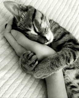 Sleeping Tabby Cat