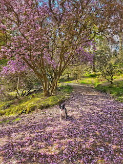 Frida on Benmore Path