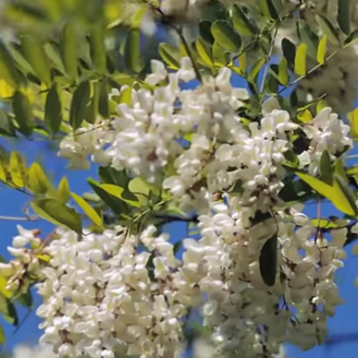White flowering clusters hanging from tree branches with green leaves against blue sky
