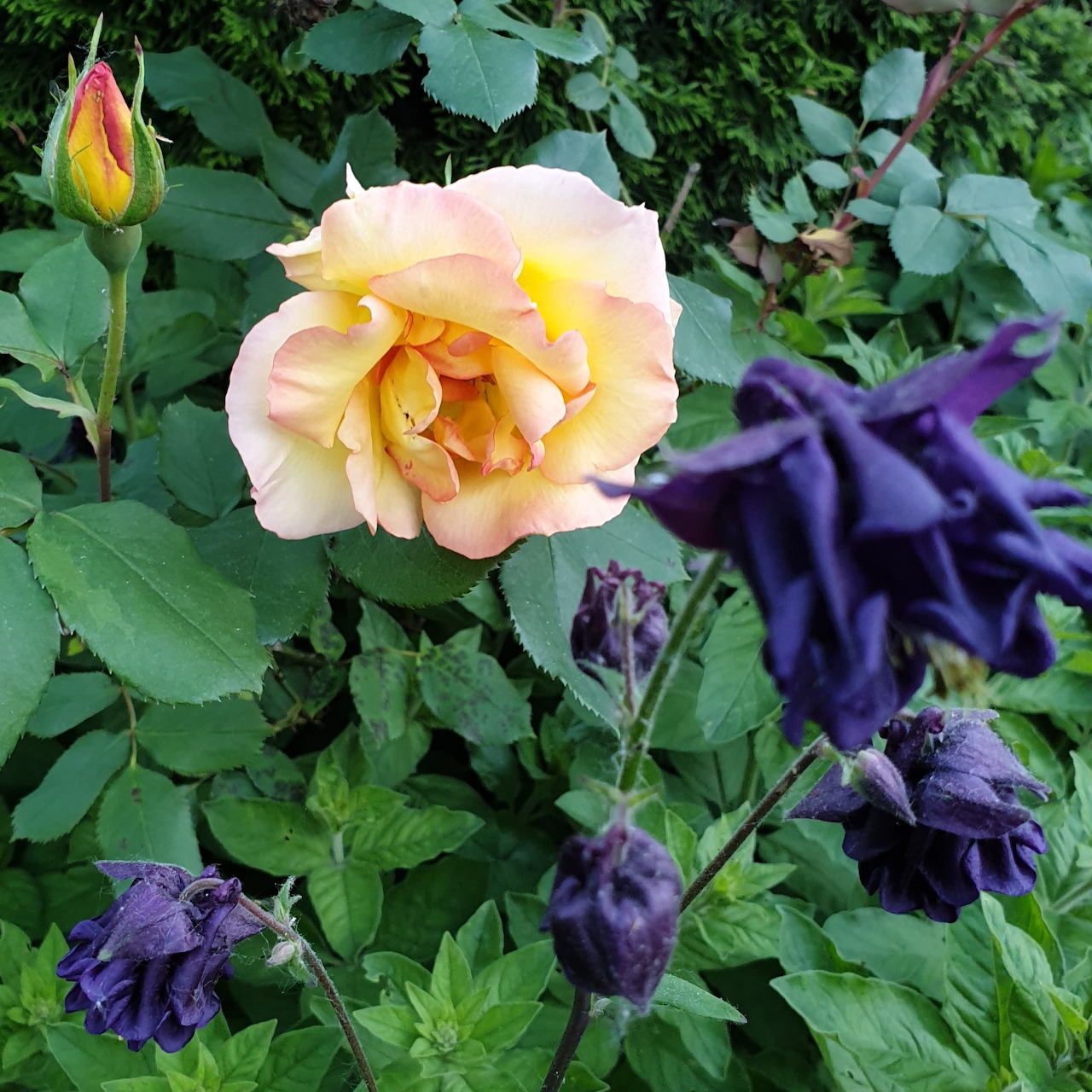 Rose mit Akelei