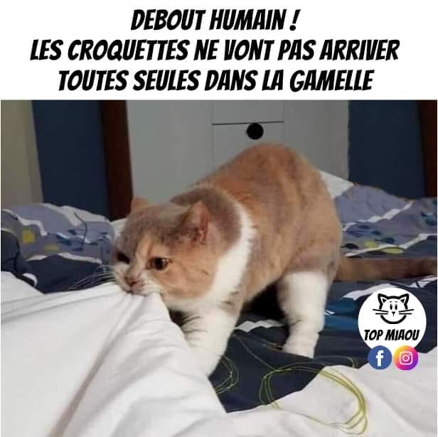 Cat on Bed