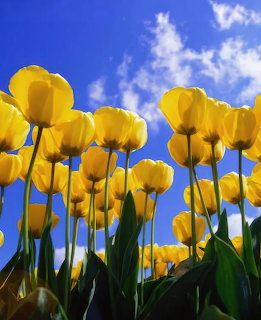 Yellow tulips photographed from ground level against blue sky with white clouds