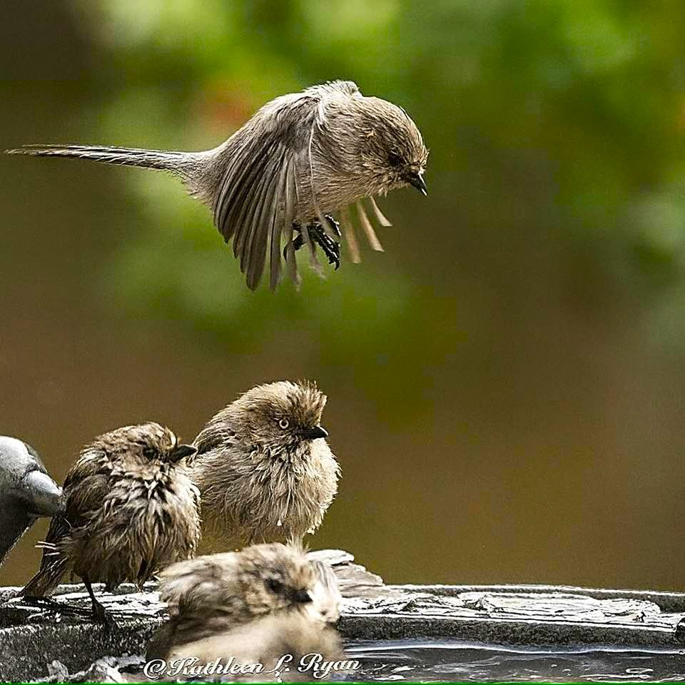 Three small bushtits on a wooden perch, with one hovering above in front of a blurred green background