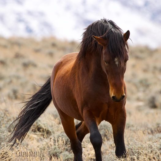 Bay Morgan horse with black mane standing in desert grassland with cloudy sky background