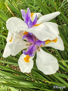 White iris flowers with purple centers and orange accents among green foliage