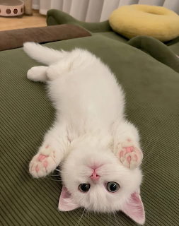 White Kitten Lying on Sofa